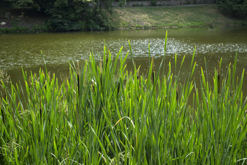 Green bulrushes near lake at summer.