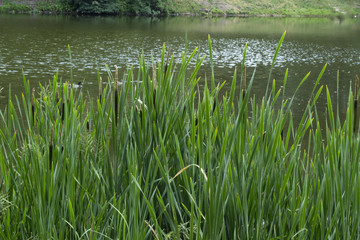 Green bulrushes near lake at summer.