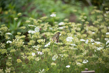 白いオルレアの花の上のアゲハ蝶