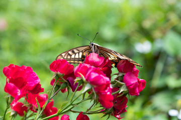 赤いばらの花の上のアゲハチョウのアップ