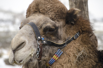 Camel
