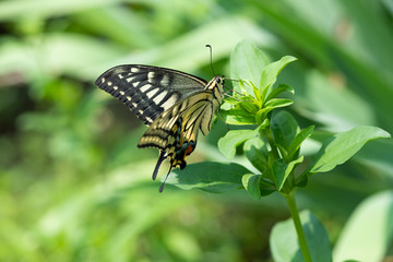 葉っぱの上のアゲハチョウのアップ