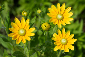 黄色いルドベキアの花のアップ