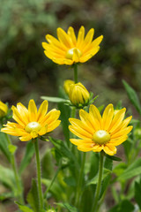 黄色いルドベキアの花のアップ