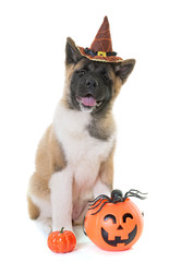 puppy american akita and halloween