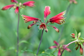 赤いアルストロメリアの花のアップ