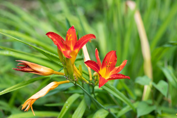 オレンジ色のユリの花