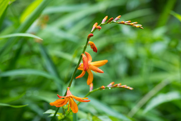 オレンジ色のヒメヒオウギズイセンの花のアップ