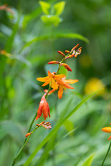 オレンジ色のヒメヒオウギズイセンの花のアップ