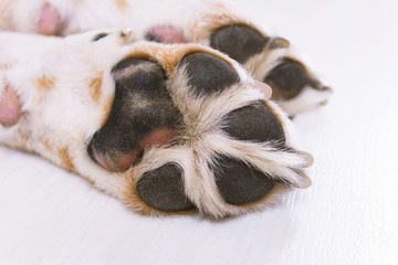 paw of dog beagle close-up on the floor