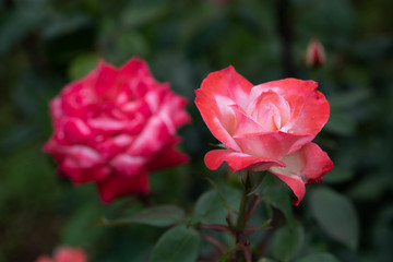 赤と白のばら「丹頂」の花のアップ	