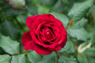 赤いばら「熱情」の花のアップ	
