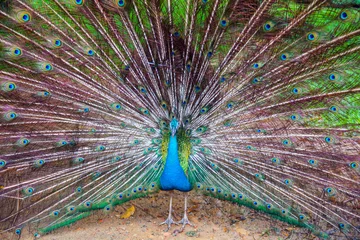 Fotobehang Beautiful peacock © Alexander Ozerov