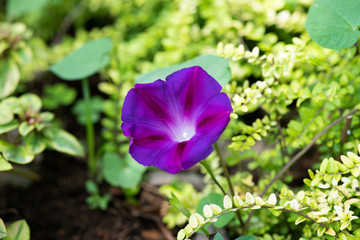 紫色のヒルガオの花のアップ