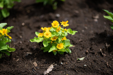 黄色いメランポジウムの花のアップ