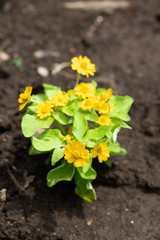 黄色いメランポジウムの花のアップ