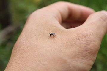 A mosquito attack
