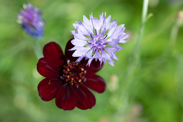紫色のヤグルマギクとチョコレートコスモス