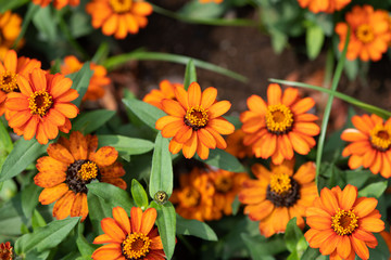 オレンジ色のジニアの花のアップ