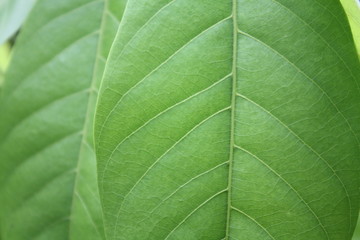 Green leaf background