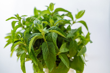 Fresh mint in a vase on a wooden background with copy space. Green organic mint leaf