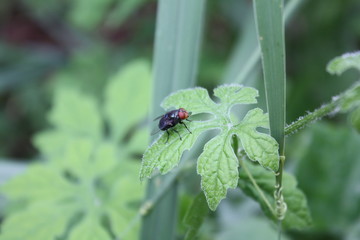 A fly in nature