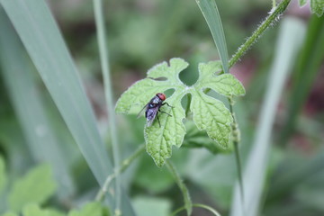 A fly in nature