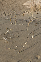 Dead wood in desert, Death Valley National Park