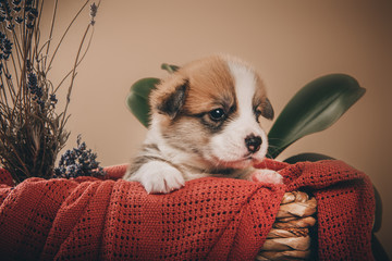 Welsh corgi pembroke sweet puppies