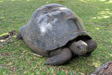 Aldabra giant tortoise, Curieuse Marine National Park, Curieuse Island, Seychelles