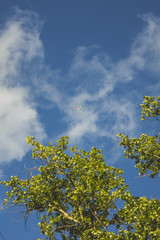 Air baloons