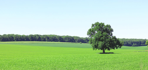 Beautiful summer landscape with lonely tree against background of green grass and blue cloudless sky in good weather