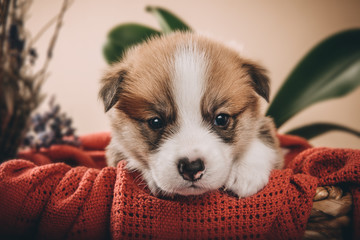 Welsh corgi pembroke sweet puppies