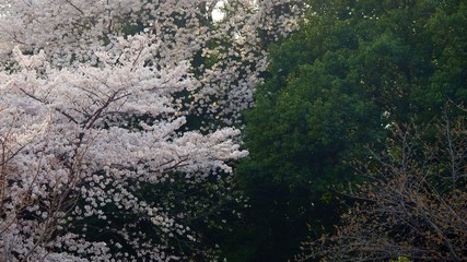 Fototapeta premium sakura cherry blossom japan