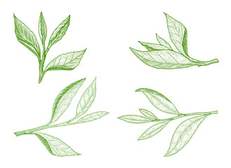 Tea leaves illustration collection isolated on white.
