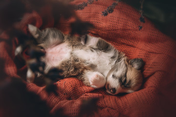 Fototapeta na wymiar Welsh corgi pembroke sweet puppies