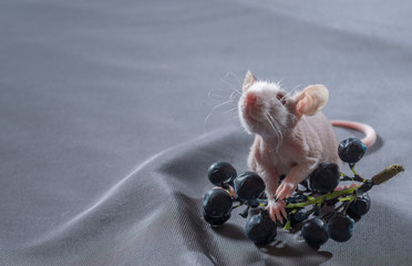 Fototapeta na wymiar small rats with a berry