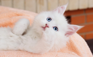 white kitten Maine Coon
