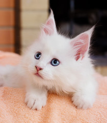 white kitten Maine Coon lies comfortably on Blankets