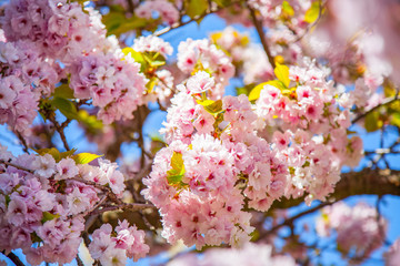 Selective focus of beautiful sakura tree blossom against blue sky backdrop