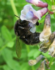 Bumblebee on vicia sepium flowers in the meadow, closeup 