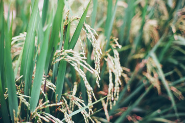 field of rice
