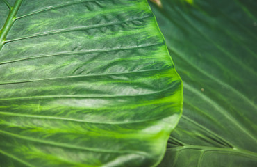 full frame of green leaves texture
