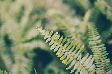 leaf pattern