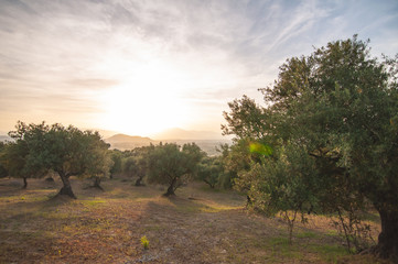Sunset over the olive orchard in southern Spain