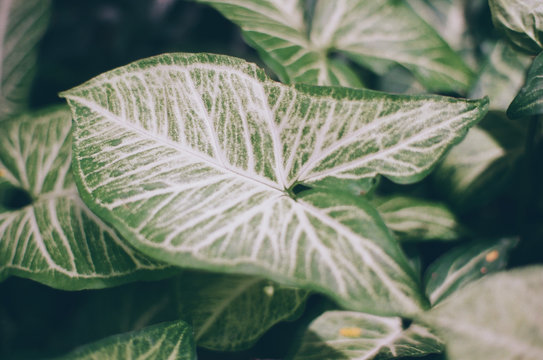 green leaves pattern