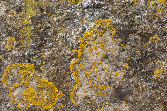 Lichen growing on limestone