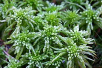 Girgensohn's bogmoss, Sphagnum girgensohnii, moss from Finland