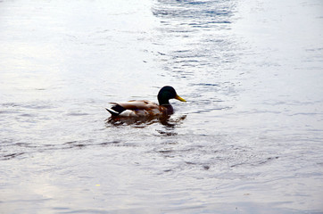 Drake swims in the river, duck hunting
