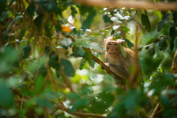 Macaque's sitting on a branch. Asian monkey